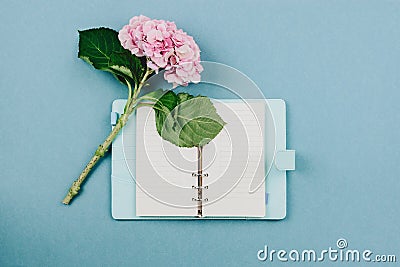 Flatlay of pink hortensia flower and blue notebook Stock Photo