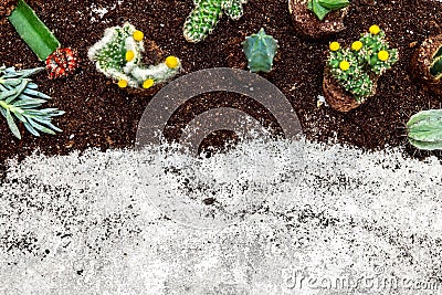 Flatlay, various sorts of cactus and succulents on soil, copyspace Stock Photo