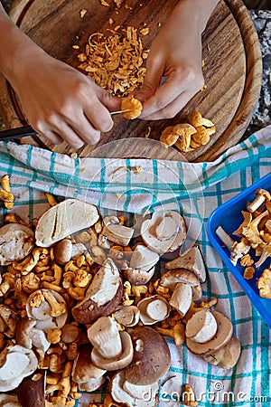 Flatlay, woman is cleaning Porcini and chanterelles Stock Photo