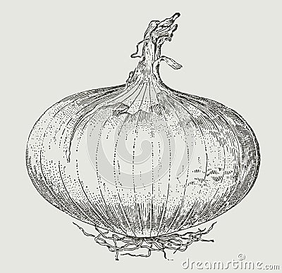 Flattened white onion with a dry top, isolated on a light grey background Vector Illustration