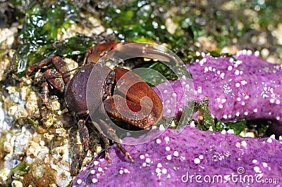 Flattop Crab with an Ochre Star Stock Photo