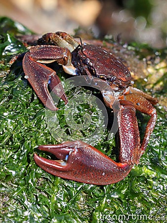 Flattop Crab - Petrolisthes eriomerus Stock Photo