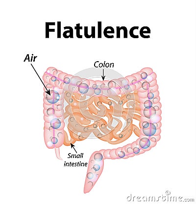 Flatulence. Gases in the small intestine. The gases in the colon. Vector Illustration