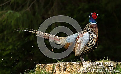 The Flatulent Pheasant Stock Photo