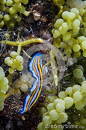 Flatworm crawling in green grape algae in Derawan, Kalimantan, Indonesia underwater photo Stock Photo