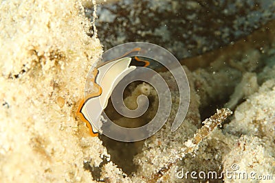 Flatworm Pseudoceros bimarginatus Stock Photo