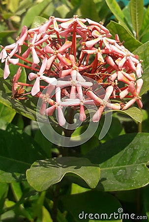 India a photo is gardan flavar Stock Photo