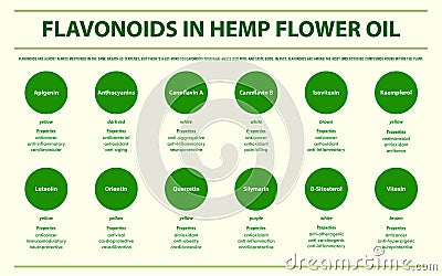 Flavonoids in Hemp Flower Oil horizontal infographic Vector Illustration