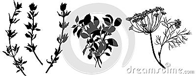 Flavouring herbs dill, thyme and basil silhouette contour black isolated art Cartoon Illustration