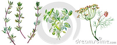 Flavouring herbs - dill, thyme, basil Cartoon Illustration