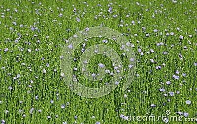 Beautiful flowering flax on the field Stock Photo