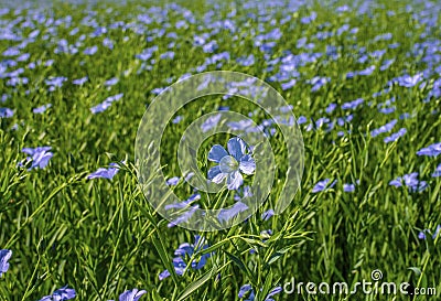 Flax blooming, close-up of blue flax flowers on the field during flowering Stock Photo