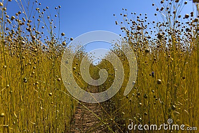 Flax fields in Normandy, France Stock Photo