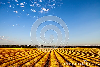 Flax fields in Normandy, France Stock Photo