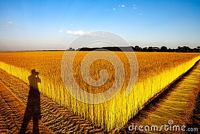 Flax fields in Normandy, France Stock Photo