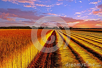 Flax fields in Normandy, France Stock Photo