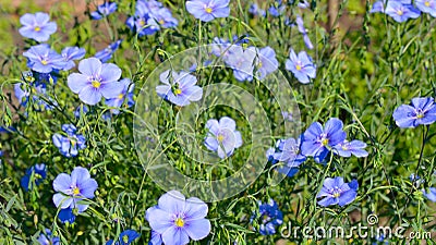 Flax flower on the meadow. Stock Photo