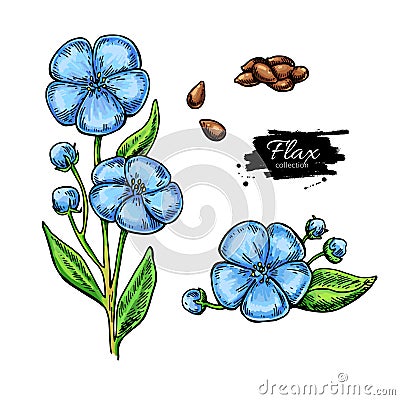 Flax flower and seed vector superfood drawing set. Vector Illustration