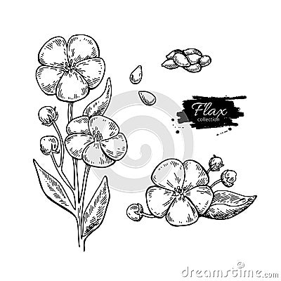 Flax flower and seed vector superfood drawing set. Isolated hand Vector Illustration