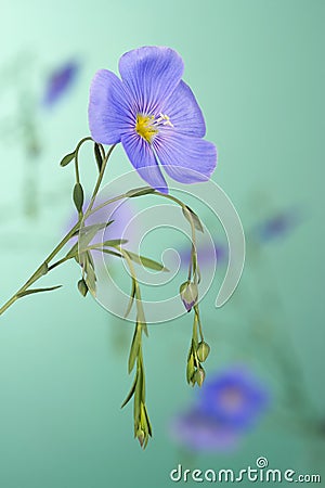 Flax flowers Stock Photo