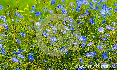 Flax flowers. A field of blue flax blossoms. Stock Photo