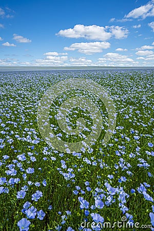 Flax field, flax blooming, flax agricultural cultivation. Stock Photo