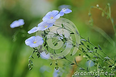 Flax Stock Photo