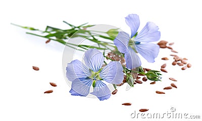 Flax flowers and linseed isolated on white background. Bouquet of blue common flax or linum usitatissimum. Stock Photo