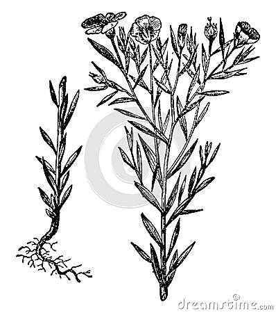Flax, Linseed, Linaceae, Flowers, pale, petals, food, fiber, crop vintage illustration Vector Illustration