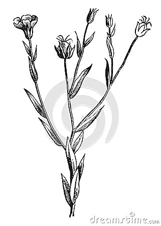 Flax, Linseed, Linaceae, ornamental, plant, oil, fibers, linen vintage illustration Vector Illustration