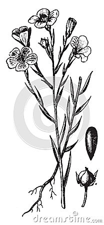 Flax, Linseed, Linaceae, ornamental, plant, seed, bud vintage illustration Vector Illustration