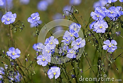 Flax Linum perenne in natural habitat Stock Photo