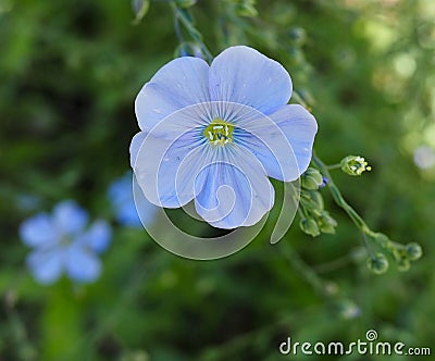 Flax Or Linum Usitatissimum In Bloom Stock Photo