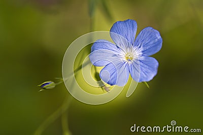 Flax, Linum usitatissimum Stock Photo