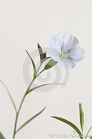 Flax Linum usitatissimum flowers Stock Photo