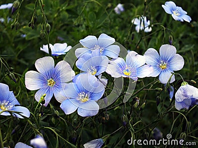 Flax (Linum usitatissimum) Stock Photo