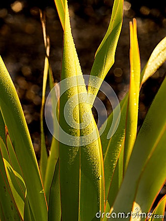 Flax in nature`s forms Stock Photo