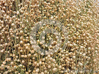 Flax plant Stock Photo