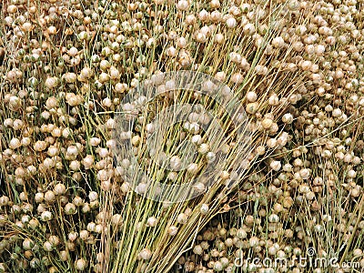 Flax plant Stock Photo