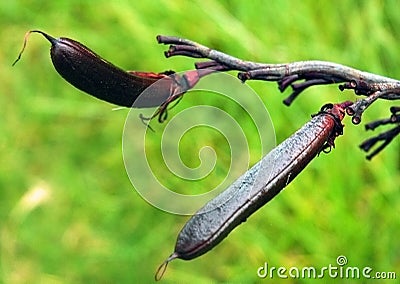 Flax Pods Stock Photo