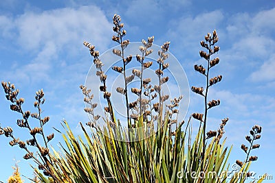 Flax reaching high Stock Photo