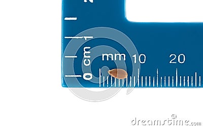 Flax seed on the millimeter scale of the blue ruler. Stock Photo