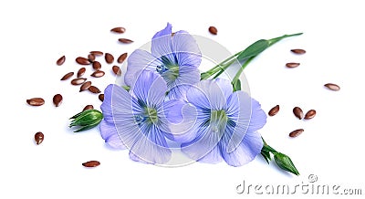 Flax seeds with flowers Stock Photo