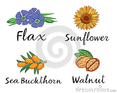 Flax, Sunflower, Sea Buckthorn and Walnut. Vector pictures for packaging Vector Illustration