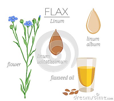 Flax Vector Illustration