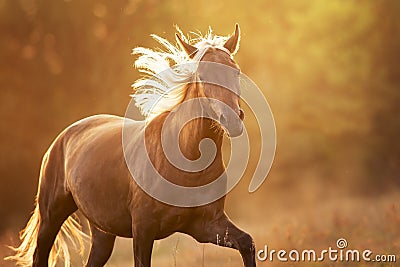 Flaxen horse free run Stock Photo