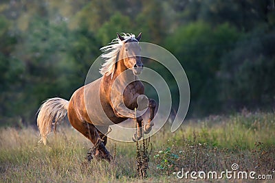 Flaxen horse run outdoor Stock Photo