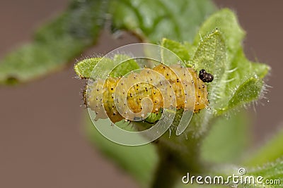 Flea Beetle Larvae Stock Photo