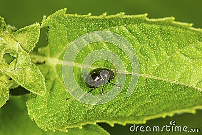 Flea beetle on a leaf in South Windsor, Connecticut. Stock Photo