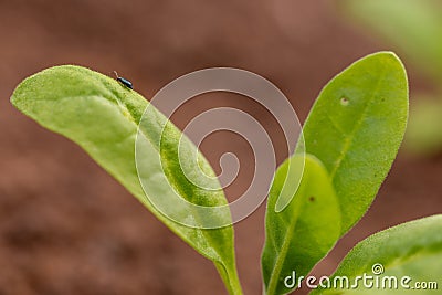 Flea beetle. Small invasive insect pest. Flea beetles eating round holes into crop foliage, damaging young flower seedlings. Stock Photo